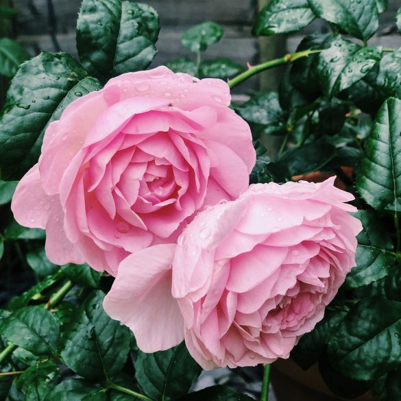 Beautiful Roses