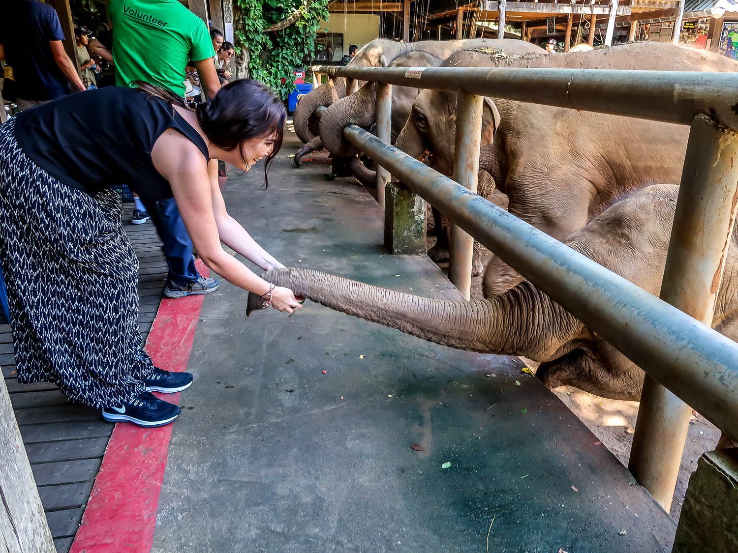 Feeding Elephants Thailand