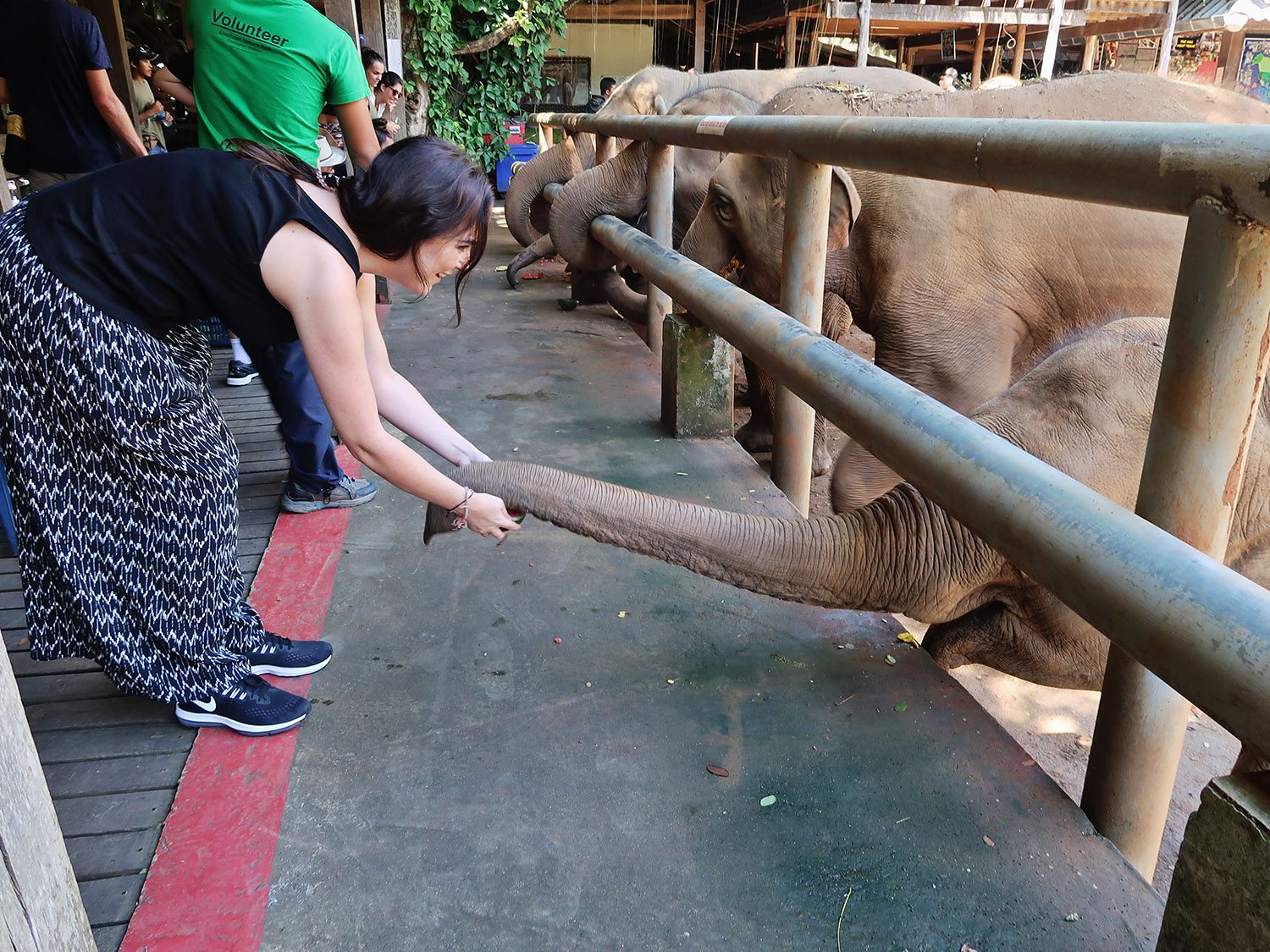 Feeding Elephants