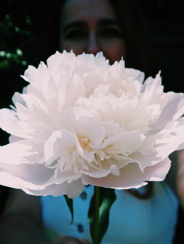 Peony flower