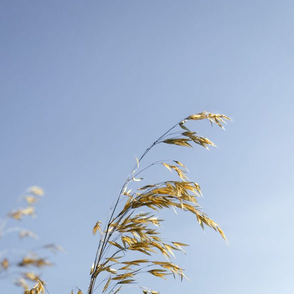 golden oats in the sky